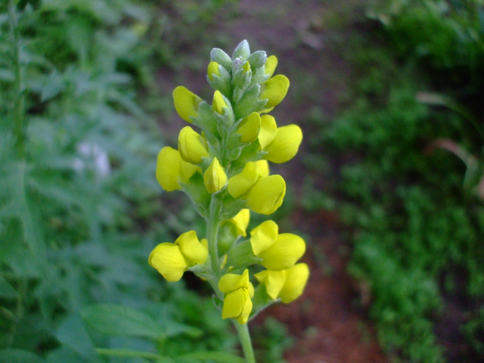 Thermopsis villosa